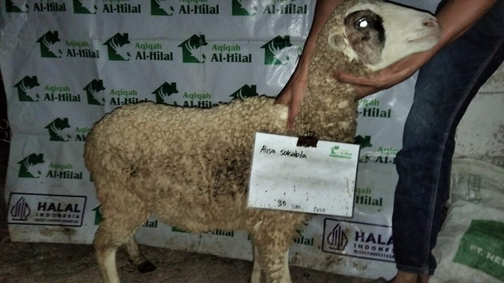 Aqiqah Subang Al Hilal Layanan Terpercaya dan Sesuai Syariat