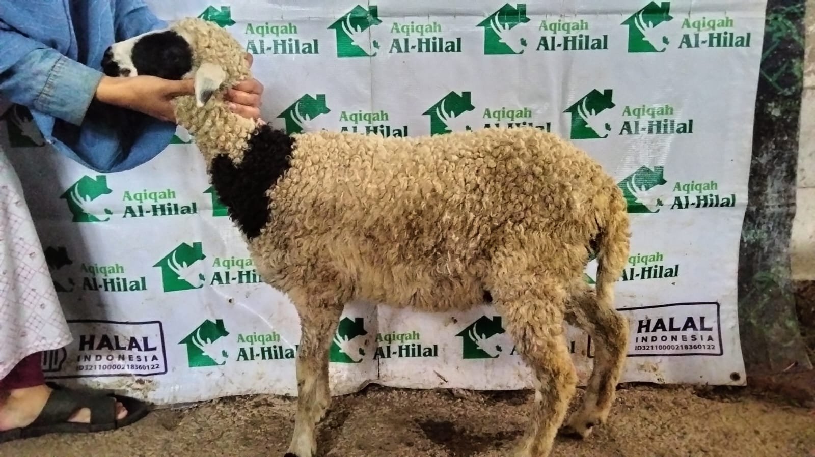 Aqiqah Bandung dengan Harga Domba dan Kambing Terbaru