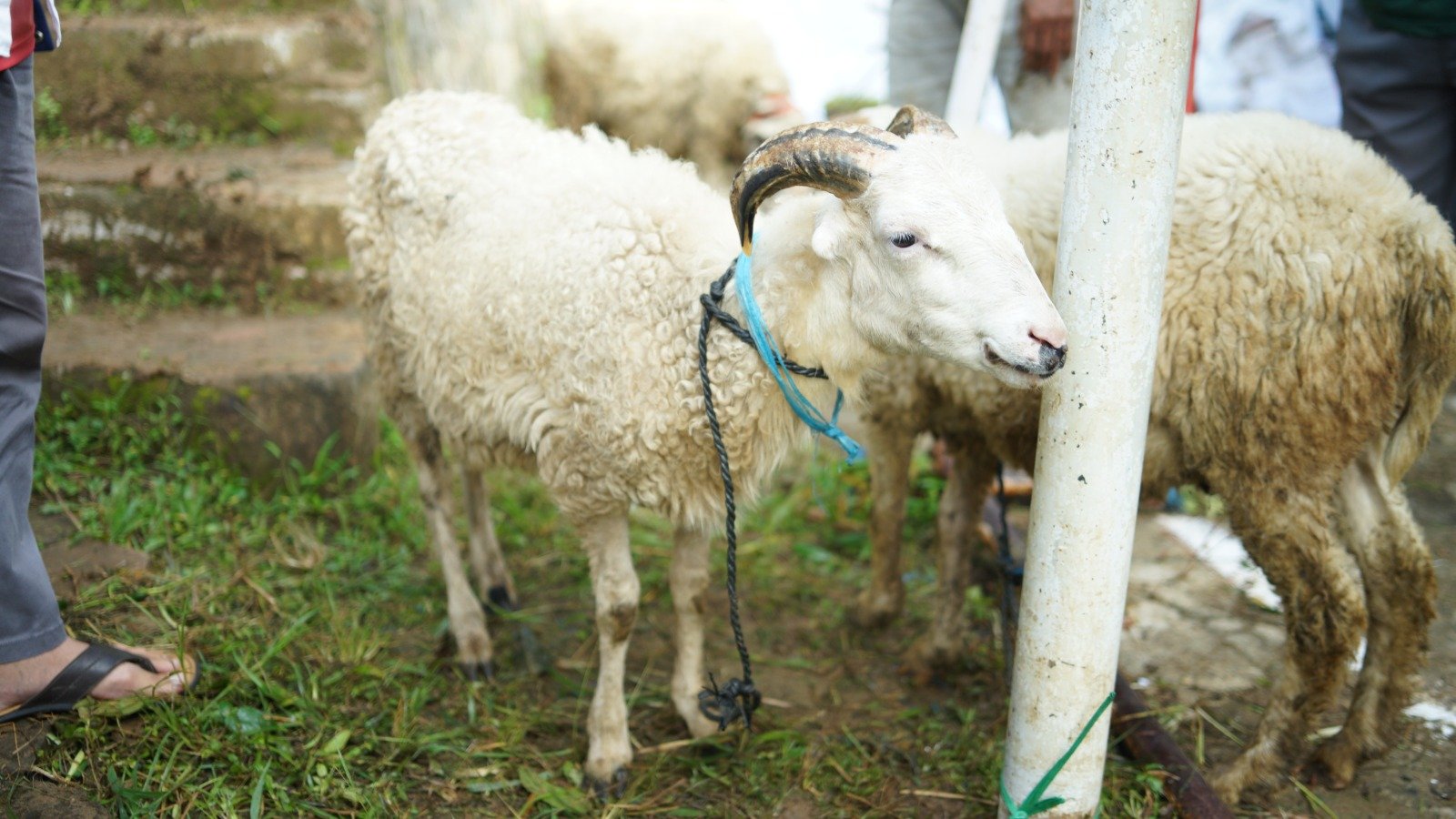 Aqiqah Sumedang dengan Harga Transparan dan Terjangkau