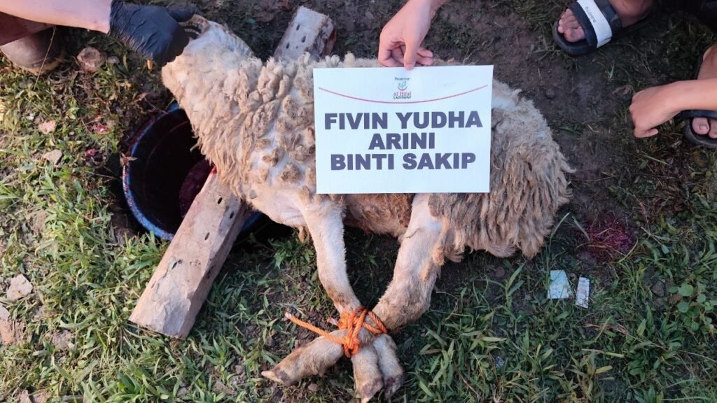 Aqiqah Subang Al Hilal Hewan Sehat dan Bersertifikat Halal