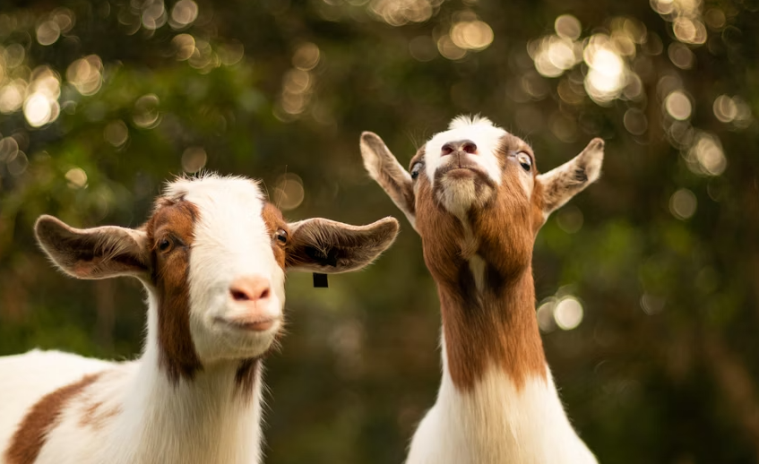 Mengapa Jumlah Kambing Aqiqah Anak Laki-laki dan Perempuan Berbeda?